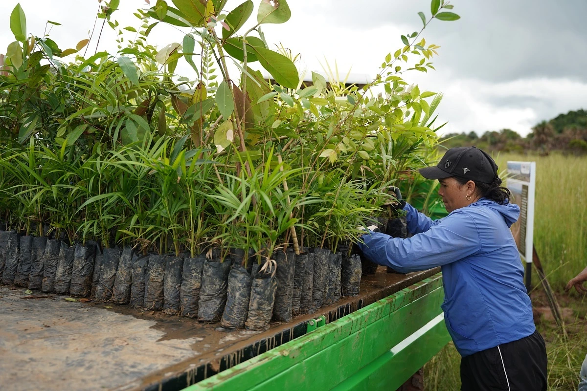 San José del Guaviare recupera sus bosques con alianzas sostenibles