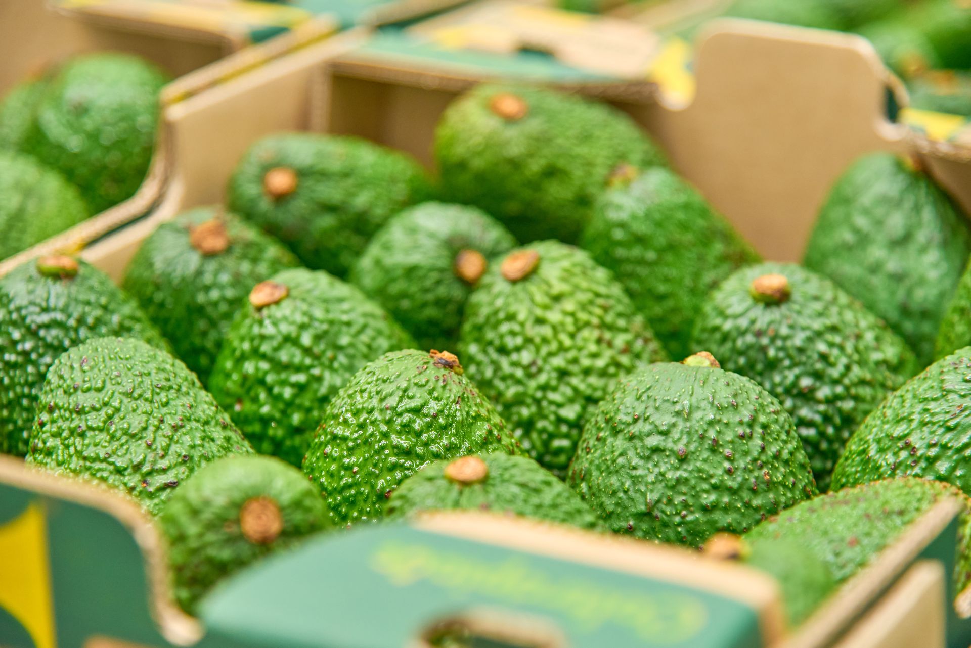 Mercado del Aguacate Hass: precios, oferta y retos para la competitividad