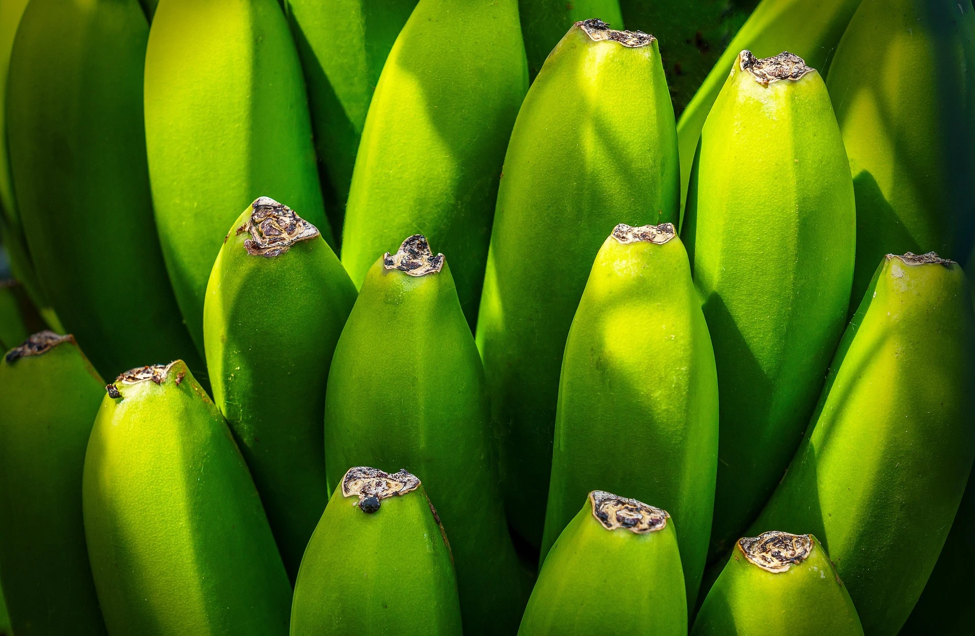 Sector bananero: institucionalidad, empleo y confianza para producir más en Colombia